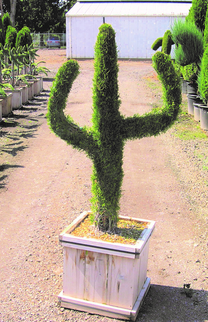 Live Thuja Medium Cactus Topiary